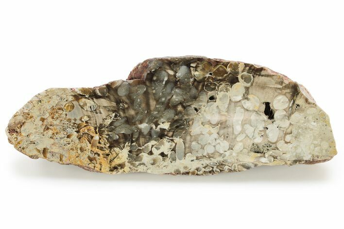 Petrified Peanut Wood Section - Australia #257019